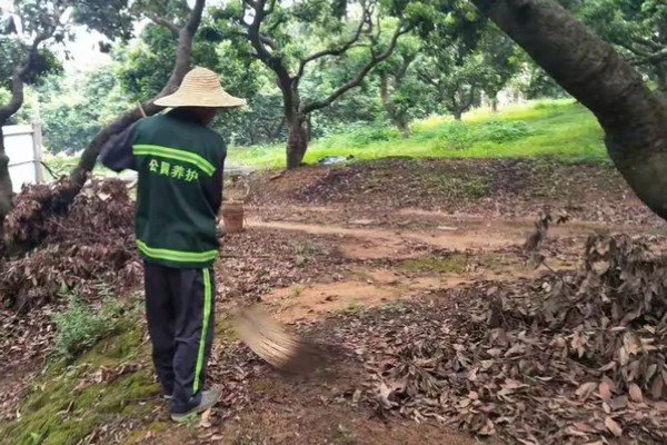 荔枝苗种多久才能施肥，定植后经过1个月即可追施