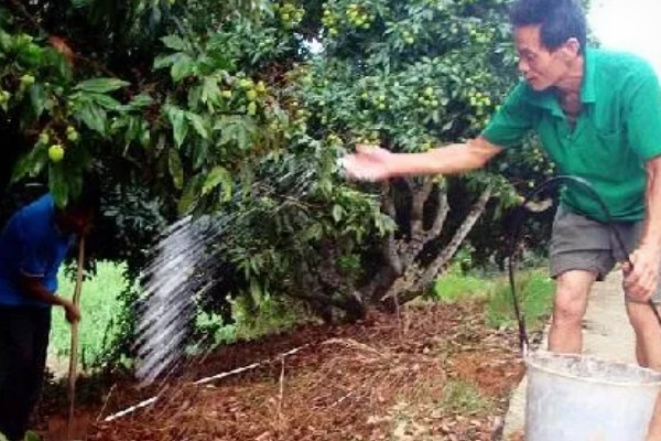 荔枝苗种多久才能施肥，定植后经过1个月即可追施
