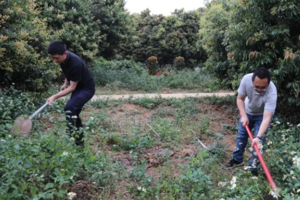 荔枝苗种多久才能施肥，定植后经过1个月即可追施