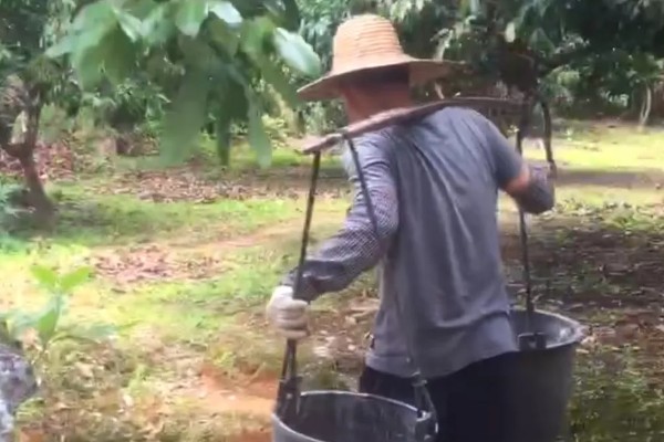 荔枝苗种多久才能施肥，定植后经过1个月即可追施