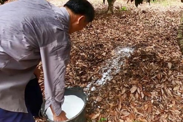 荔枝苗种多久才能施肥，定植后经过1个月即可追施