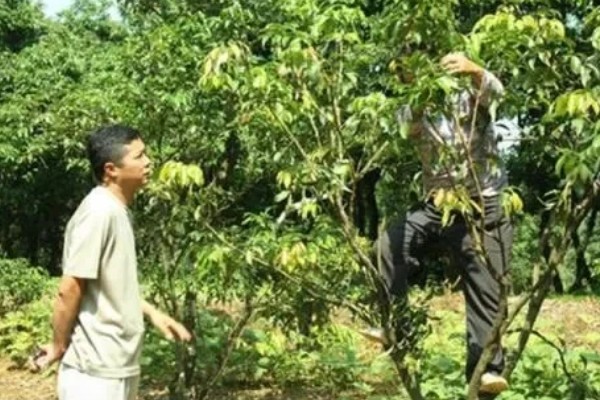 荔枝苗种多久才能施肥，定植后经过1个月即可追施