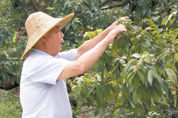 荔枝苗种多久才能施肥，定植后经过1个月即可追施