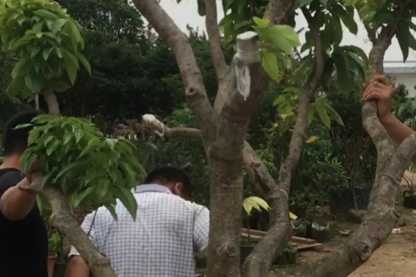 荔枝苗种多久才能施肥，定植后经过1个月即可追施