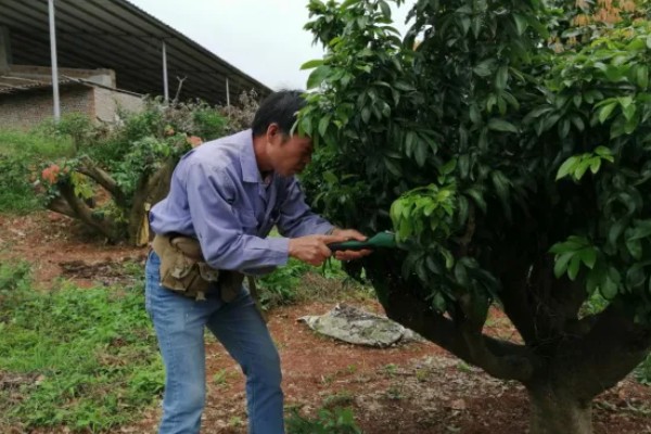 荔枝苗种多久才能施肥，定植后经过1个月即可追施