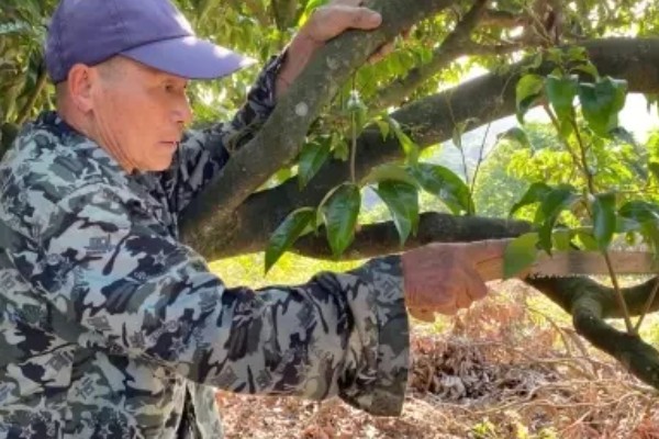 荔枝苗种多久才能施肥，定植后经过1个月即可追施