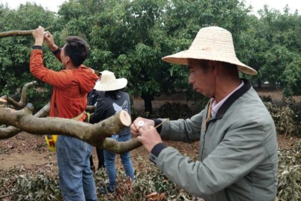 荔枝苗种多久才能施肥，定植后经过1个月即可追施