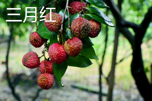 荔枝苗种多久才能施肥，定植后经过1个月即可追施