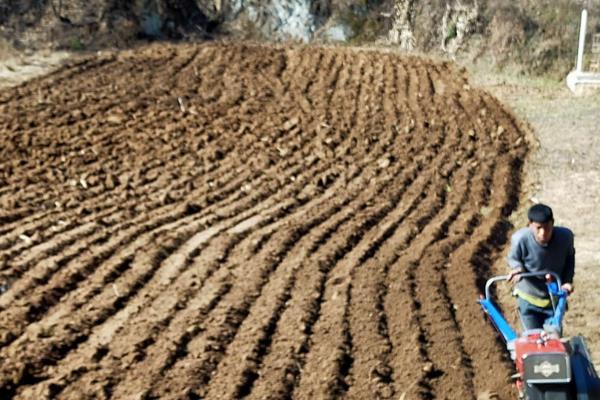 粉蕉的种植管理技术，适合生长在土质松软的环境中