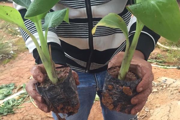 粉蕉的种植管理技术，适合生长在土质松软的环境中