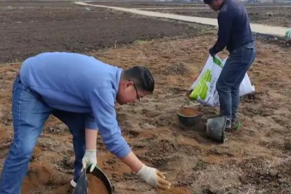 粉蕉的种植管理技术，适合生长在土质松软的环境中