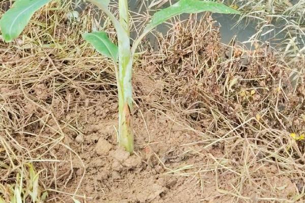 粉蕉的种植管理技术，适合生长在土质松软的环境中