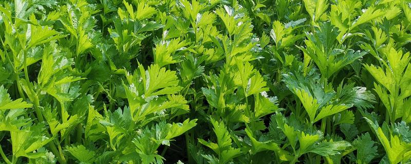 二月份露地种哪些蔬菜，推荐芹菜、香菜等