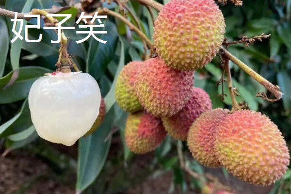 荔枝苗种多久才能施肥，定植后经过1个月即可追施