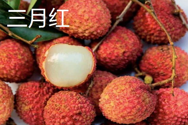 荔枝苗种多久才能施肥，定植后经过1个月即可追施