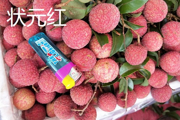 荔枝苗种多久才能施肥，定植后经过1个月即可追施