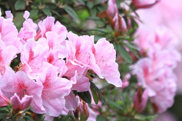 杜鹃花夏季的管理方法，适宜生长在湿润的环境中