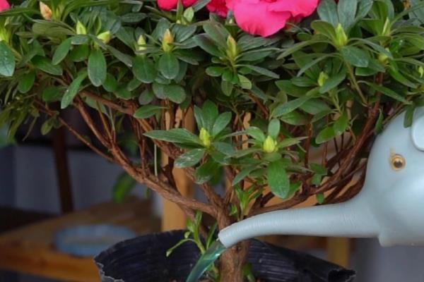 杜鹃花夏季的管理方法，适宜生长在湿润的环境中