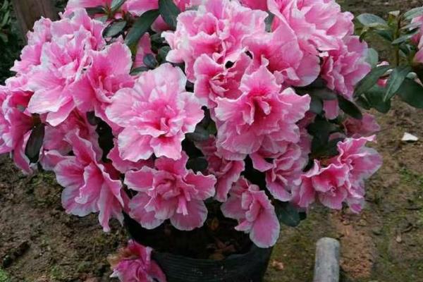 杜鹃花夏季的管理方法，适宜生长在湿润的环境中