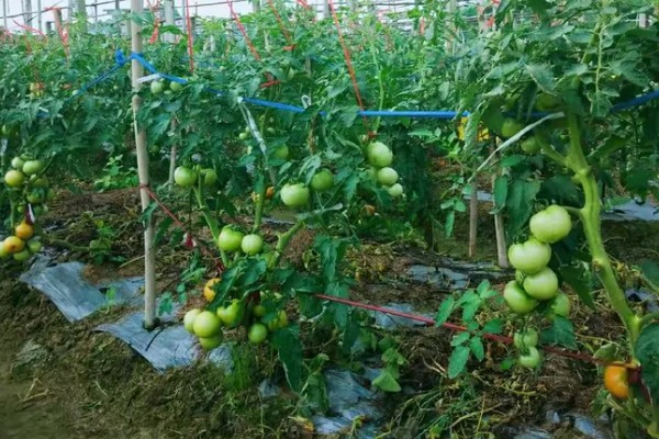 西红柿的亩产，与自身的品种、种植方式等有关