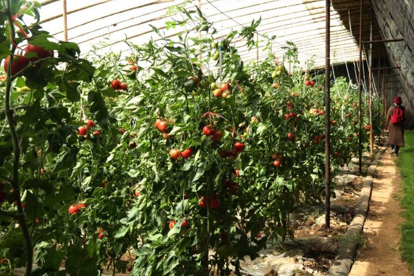 西红柿的亩产，与自身的品种、种植方式等有关