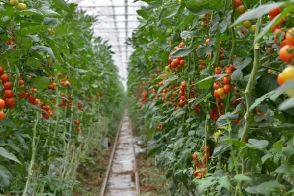 西红柿的亩产，与自身的品种、种植方式等有关