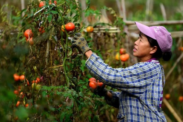 西红柿的亩产，与自身的品种、种植方式等有关
