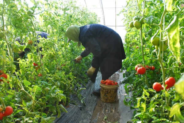 西红柿的亩产，与自身的品种、种植方式等有关