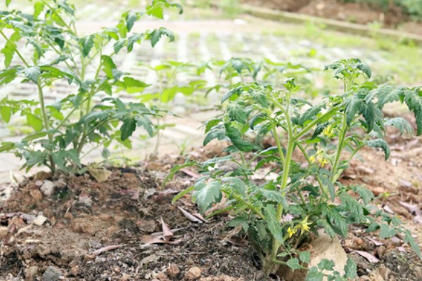 西红柿的亩产，与自身的品种、种植方式等有关