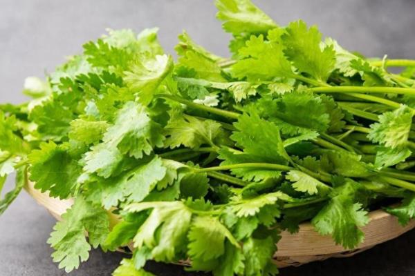 二月份露地种哪些蔬菜，推荐芹菜、香菜等