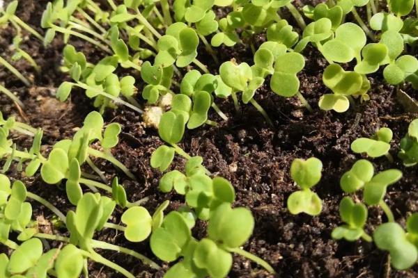 二月份露地种哪些蔬菜，推荐芹菜、香菜等