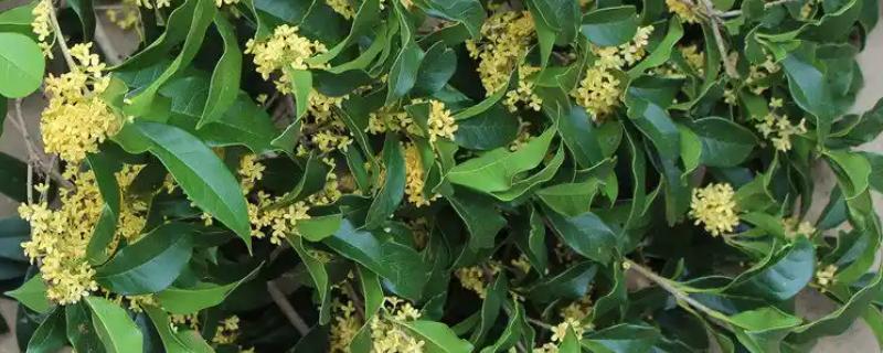 金桂的养殖方法，生长期每周浇水一次