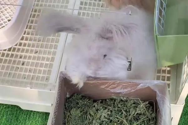 兔子的繁殖管理方法，需加强种兔的营养