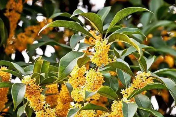 金桂的养殖方法，生长期每周浇水一次