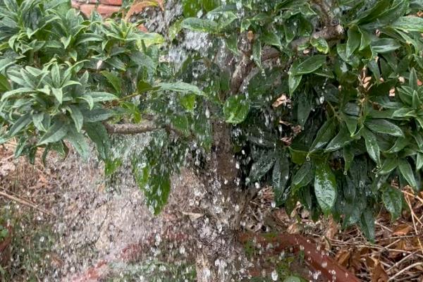 金桂的养殖方法，生长期每周浇水一次