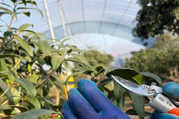 金桂的养殖方法，生长期每周浇水一次