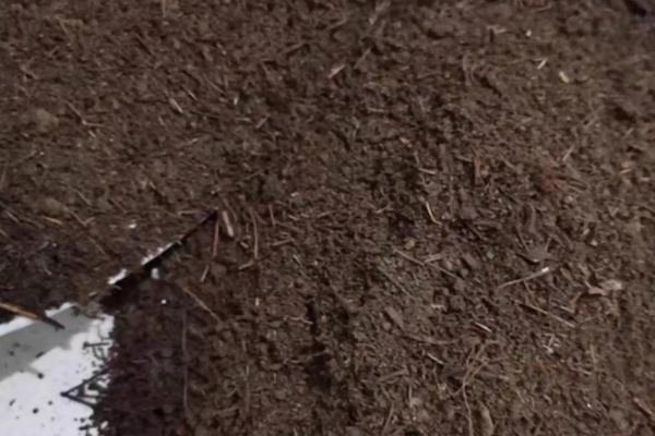 金桂的养殖方法，生长期每周浇水一次