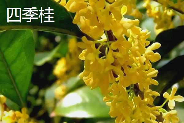 金桂的养殖方法，生长期每周浇水一次