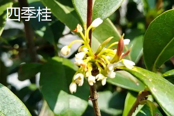 金桂的养殖方法，生长期每周浇水一次