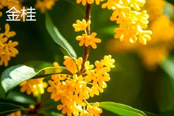 金桂的养殖方法，生长期每周浇水一次