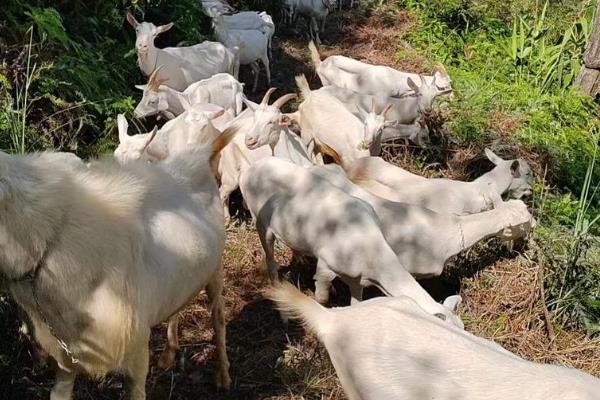 羊多久能出栏，出生后5-14个月就可以出栏