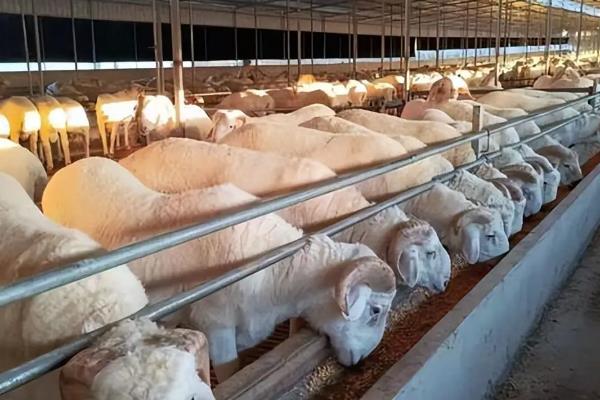 羊多久能出栏，出生后5-14个月就可以出栏