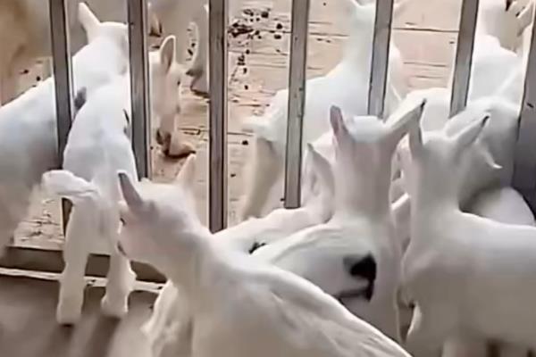 羊多久能出栏，出生后5-14个月就可以出栏