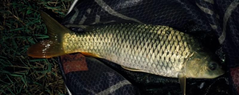 夜钓鲤鱼是不是钓近，钓远是经常采用的一种方式