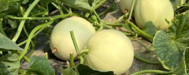 甜瓜和香瓜有什么区别，外皮厚度、果实颜色等方面不同