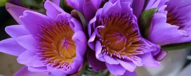 睡莲鲜切花不开花的原因，受光不足花苞就难以绽放