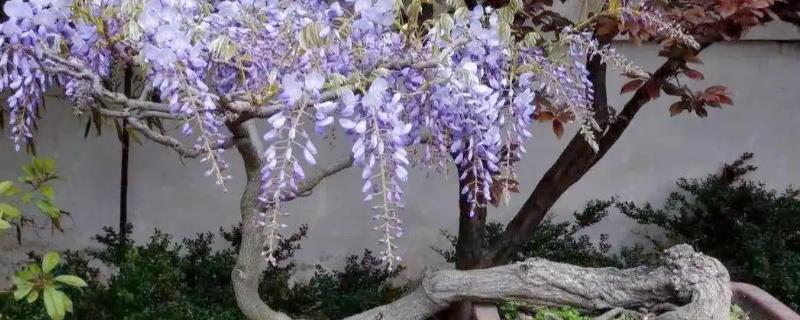 紫藤老桩没根可以活吗，一般是可以活的