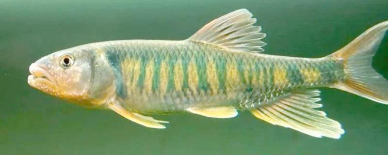 马口鱼的刺有没有毒，马口鱼的刺没有毒