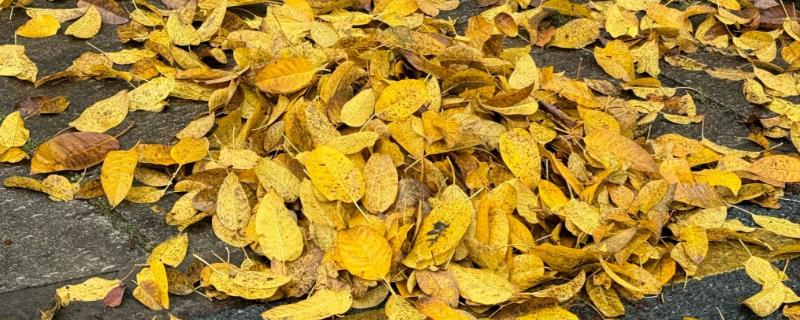 落叶处理的方法，最佳方法是收集到编织袋内