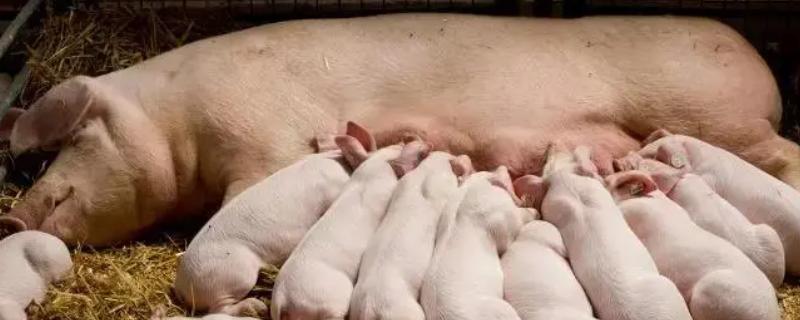 母猪冬天怕不怕冷，母猪冬季怕冷